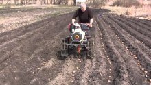 Plantando batatas com um trator portátil