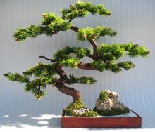 Árvore bonsai