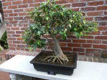 Cultivando uma árvore bonsai