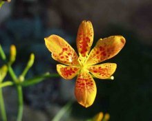 Flor Belamkanda chinensis