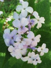 Lunnik ganhando vida (Lunaria)