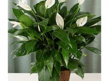 Cuidados com Spathiphyllum