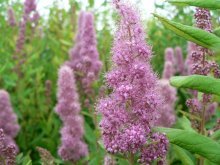 Spirea douglas