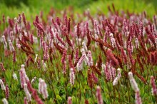 Persicaria floresce