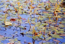 Pondweed flutuando