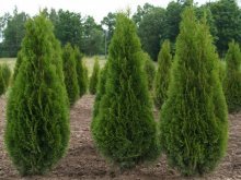 Thuja