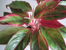 Reprodução de aglaonema