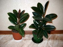 Ficus benjamina