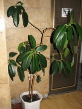 Subespécie de ficus