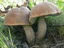 Leccinum