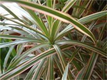 Dracaena