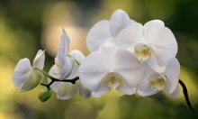 Flor de orquídea