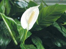 Spathiphyllum florescendo profusamente