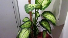 Flor Dieffenbachia