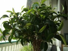 Ficus benjamina na janela