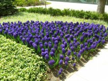 Gacintos em um canteiro de flores