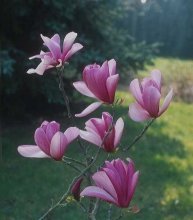 Magnólia em flor