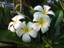 Flores de pachypodium lamera