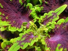 Plectranthus