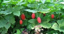 Podophyllum no site