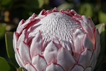 Planta de alcachofra protea