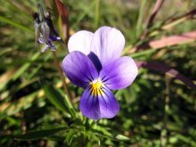 Violeta no jardim