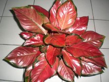 Aglaonema em casa