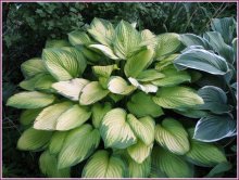 Planta Hosta aqua moonbeam