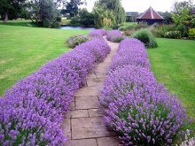 lavanda