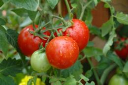 Cultivo de tomates em terreno aberto