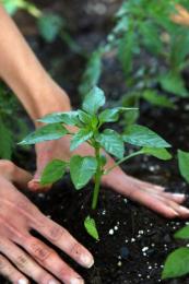 Plantando pimenta