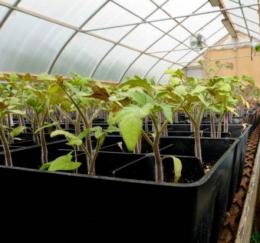 Mudas de tomate em estufa