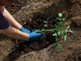 Tecnologia agrícola para cultivo de tomate 