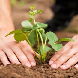 Plantando morangos