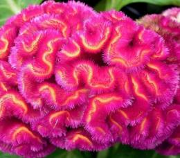 Pente Celosia