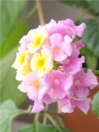 Lantana