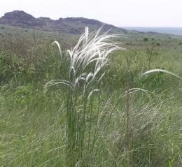 Grama de penas na estepe