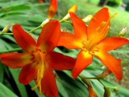 Crescendo Crocosmia 