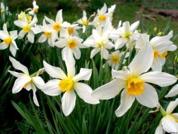 Delicados narcisos