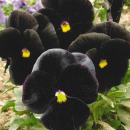 viola negra