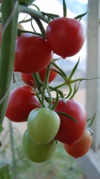 Foguete de tomate 2