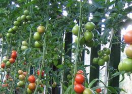 como cuidar de tomates 