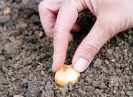 A época de plantio da cebola é primavera