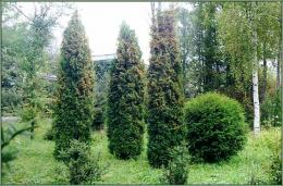 como cultivar thuja a partir de sementes