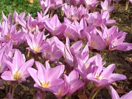 Colchicum na foto 