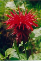 monarda