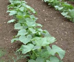 Plantando pepinos no solo