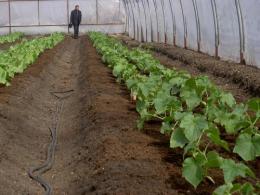 Plantar pepinos em estufa 