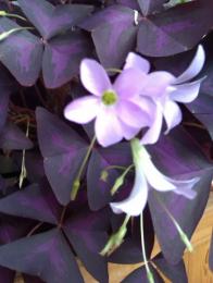 oxalis triangular