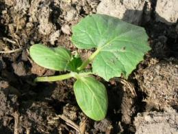 plantando mudas de pepino no solo